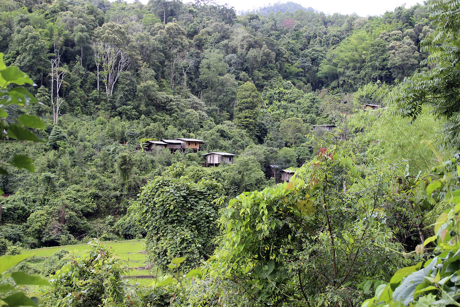 Bamboo Rafting | Chiang Mai Trekking | The best trekking in Chiang Mai with Piroon Nantaya