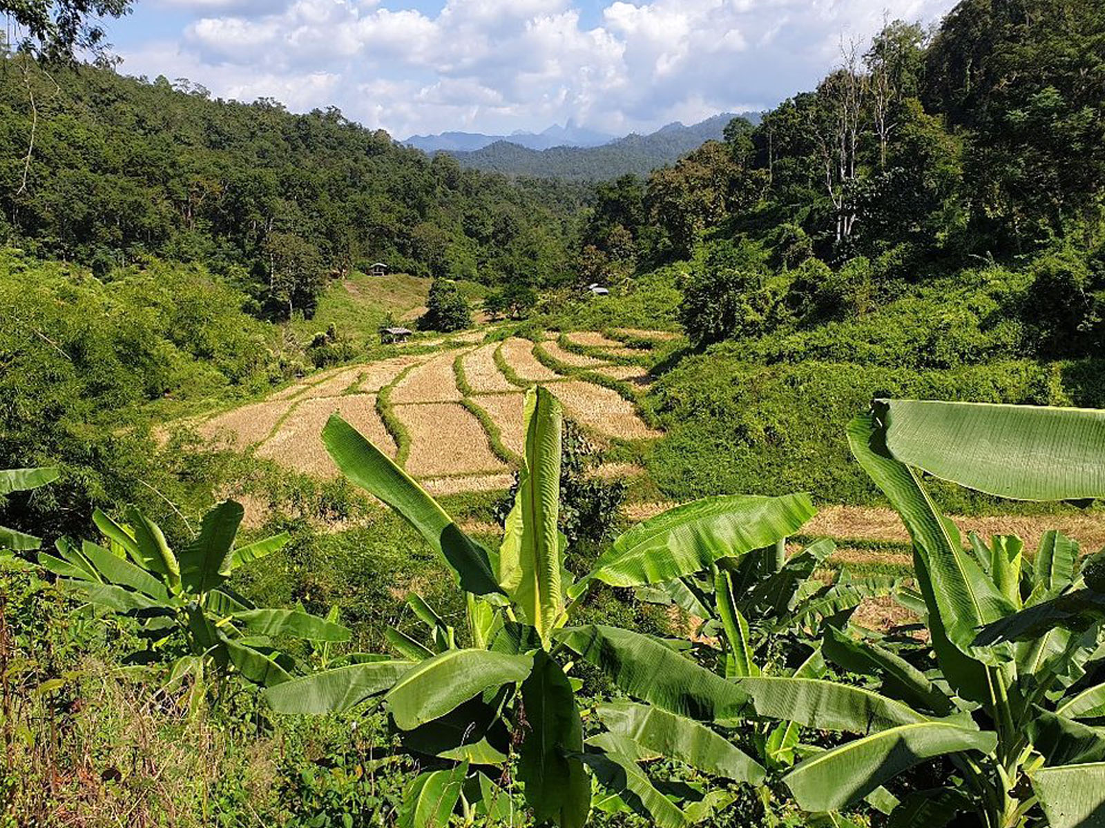 Bamboo Rafting | Chiang Mai Trekking | The best trekking in Chiang Mai with Piroon Nantaya