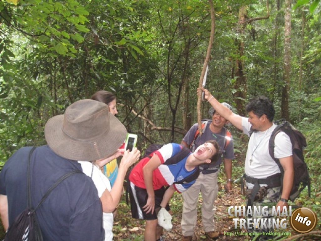 Doi Suthep & Daytrip Trekking | Chiang Mai Trekking | The best trekking in Chiang Mai with Piroon Nantaya