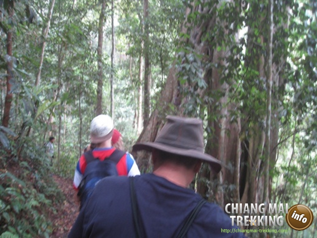 Doi Suthep & Daytrip Trekking | Chiang Mai Trekking | The best trekking in Chiang Mai with Piroon Nantaya