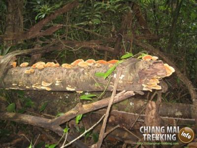 Photos from our guests | Chiang Mai Trekking | The best trekking in Chiang Mai with Piroon Nantaya