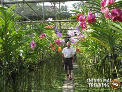 Tiger Kingdom, Orchid & Butterfly Farm | Chiang Mai Trekking | The best trekking in Chiang Mai with Piroon Nantaya