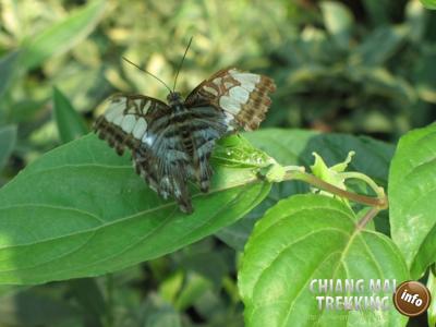 Tiger Kingdom, Orchid & Butterfly Farm | Chiang Mai Trekking | The best trekking in Chiang Mai with Piroon Nantaya