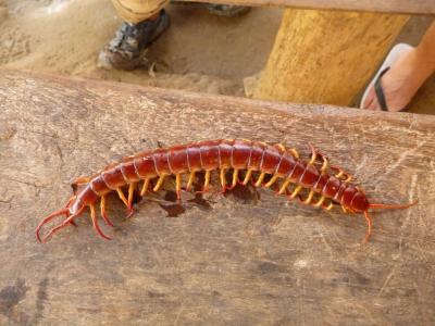 Photos from our guests | Chiang Mai Trekking | The best trekking in Chiang Mai with Piroon Nantaya