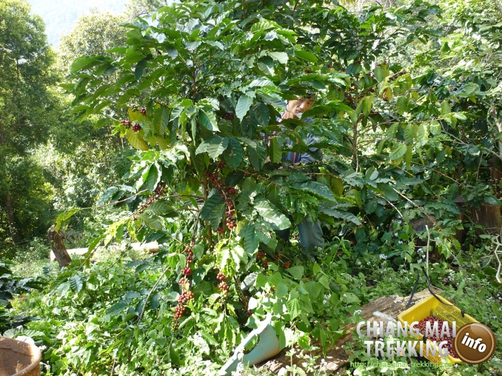 Doi Suthep, Doi Pui & local market | Chiang Mai Trekking | The best trekking in Chiang Mai with Piroon Nantaya