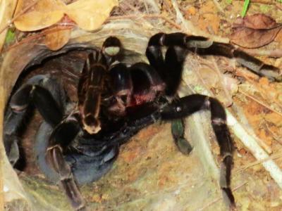 Photos from our guests | Chiang Mai Trekking | The best trekking in Chiang Mai with Piroon Nantaya