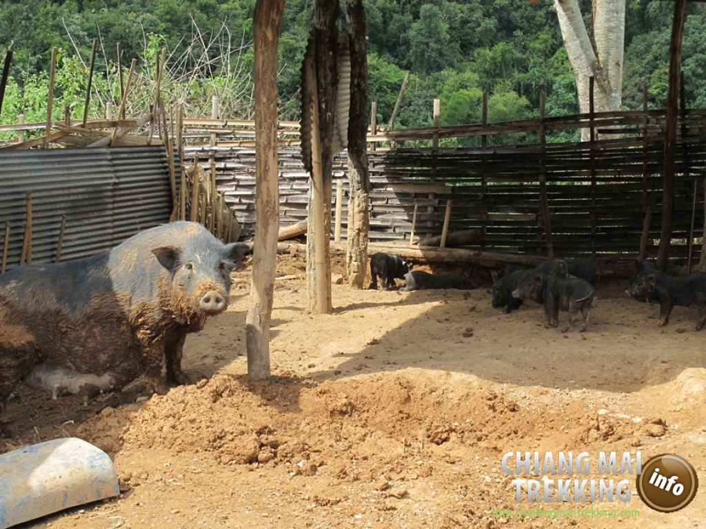 Day Trip Chiang Dao Cave & Doi Luang Chiang Dao Mountain | Chiang Mai Trekking | The best trekking in Chiang Mai with Piroon Nantaya