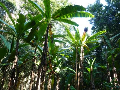 Authentic trekking  With Volonteers  Chirstian German School Chiangmai. | Chiang Mai Trekking | The best trekking in Chiang Mai with Piroon Nantaya