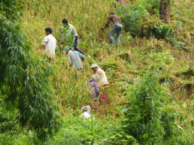 Authentic trekking  With Volonteers  Chirstian German School Chiangmai. | Chiang Mai Trekking | The best trekking in Chiang Mai with Piroon Nantaya