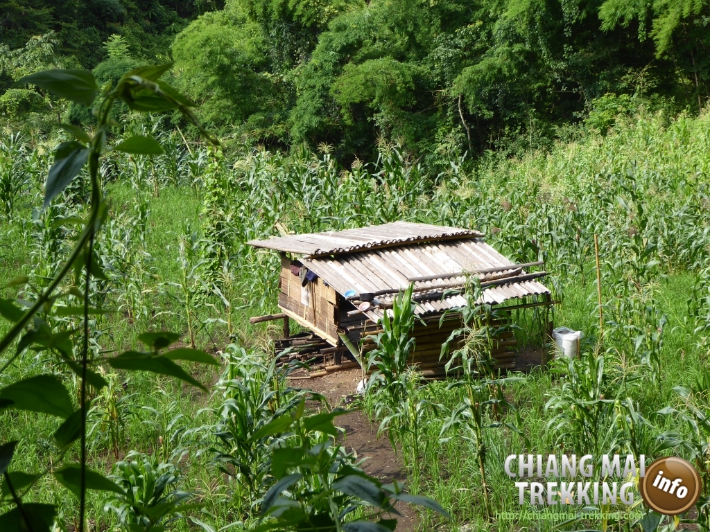 3-days/2-nights Trekking Tour | Chiang Mai Trekking | The best trekking in Chiang Mai with Piroon Nantaya