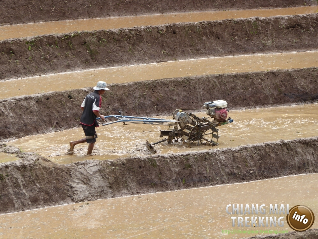 3-days/2-nights Trekking Tour | Chiang Mai Trekking | The best trekking in Chiang Mai with Piroon Nantaya