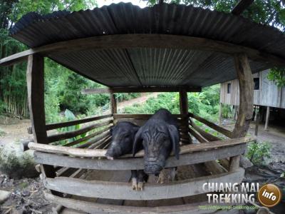 Photos from our guests | Chiang Mai Trekking | The best trekking in Chiang Mai with Piroon Nantaya