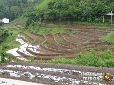 3-days/2-nights Trekking Tour | Chiang Mai Trekking | The best trekking in Chiang Mai with Piroon Nantaya