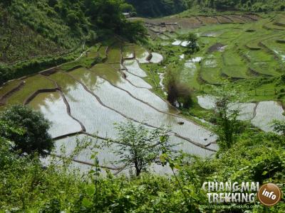 Photos from our guests | Chiang Mai Trekking | The best trekking in Chiang Mai with Piroon Nantaya