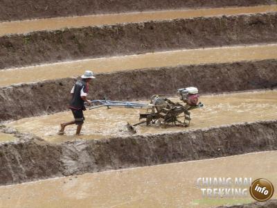 Photos from our guests | Chiang Mai Trekking | The best trekking in Chiang Mai with Piroon Nantaya