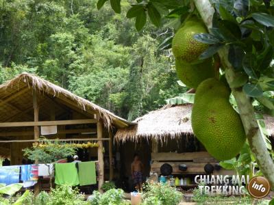 Photos from our guests | Chiang Mai Trekking | The best trekking in Chiang Mai with Piroon Nantaya