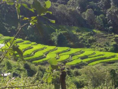 Photos from our guests | Chiang Mai Trekking | The best trekking in Chiang Mai with Piroon Nantaya
